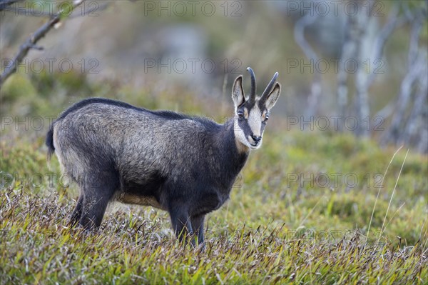 Chamois (Rupicapra rupicapra)