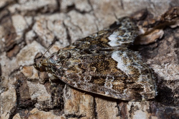 Marbled (Protodeltote pygarga) white spot