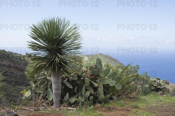 Canary Islands dragon tree (Dracaena draco) Las Tricias
