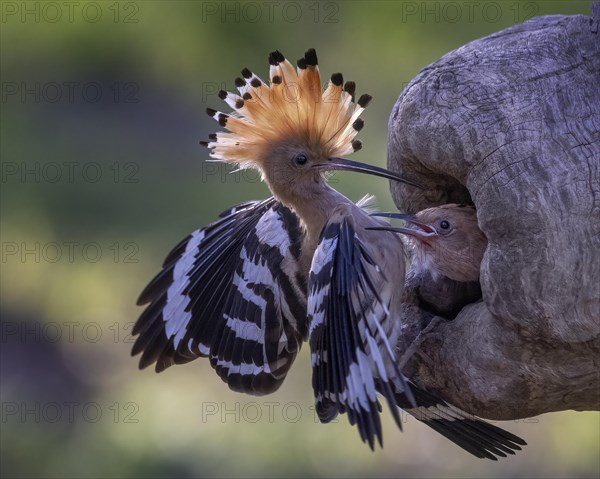 Hoopoe (Upupa epops) Old bird at the breeding hole
