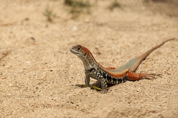 Common butterfly lizard (Leiolepis belliana)