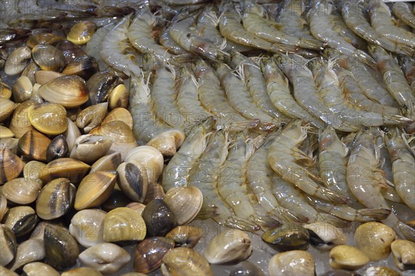 Different kinds of seafood