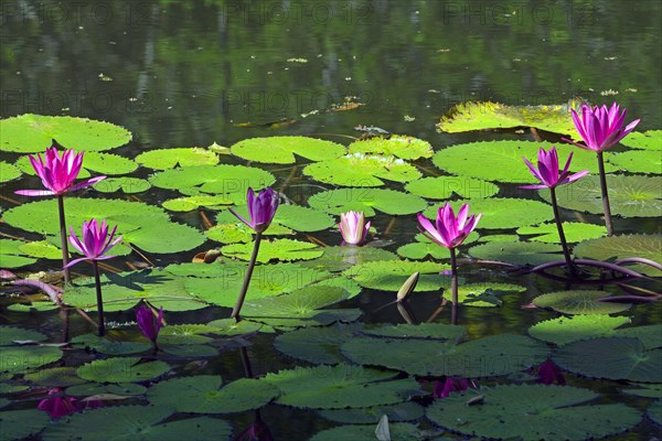 Lotus (Nelumbo) in their natural habitat