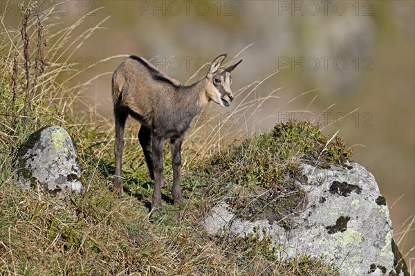 Chamois (Rupicapra rupicapra)