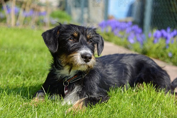 Mixed dog in the garden