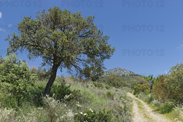 Holm Oak (Quercus ilex)