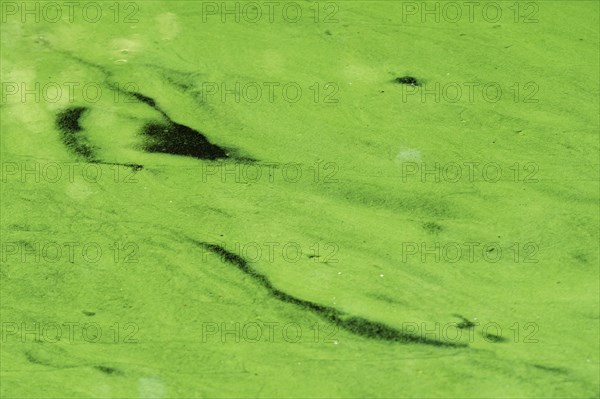 Carpet of algae on water surface
