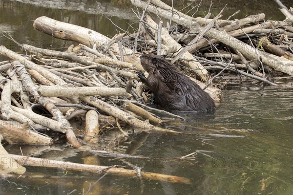 Canadian beaver