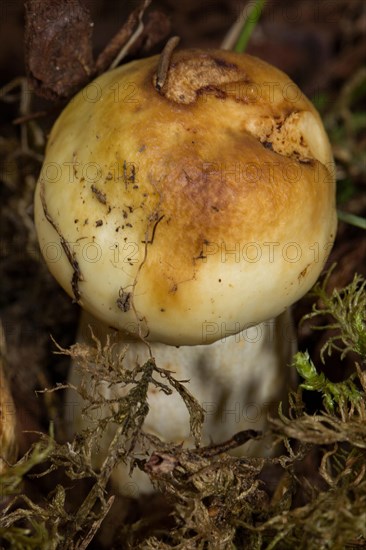 Stinking russula (Russula foetens)