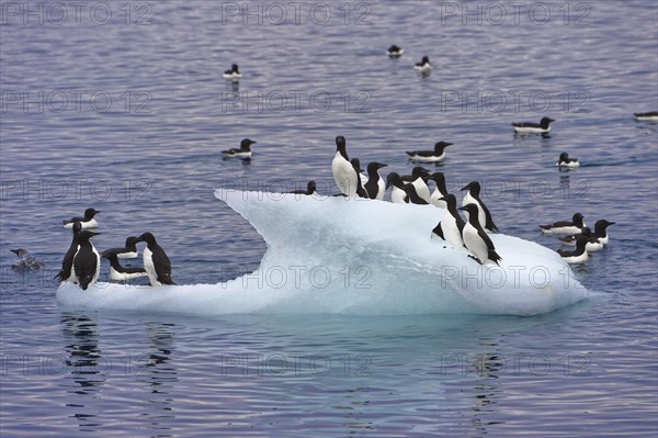 Thick-billed gulls (Uria lomvia) or Brunnich's guillemots on an iceberg