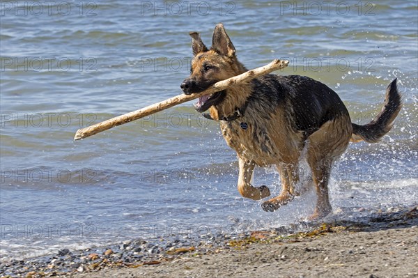 German Shepherd Dog