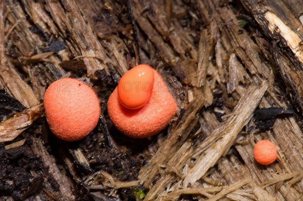 Wolf's milk (Lycogala epidendrum)