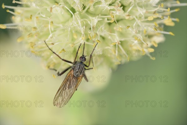 Empis tessellatav (Empis tessellata) Winter onion