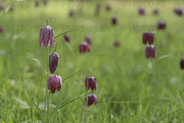 Snake's Head Fritillary (Fritillaria meleagris) Kiebitzei