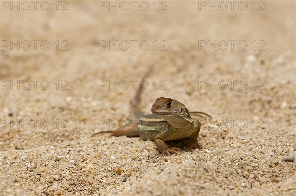 Common butterfly lizard (Leiolepis belliana)