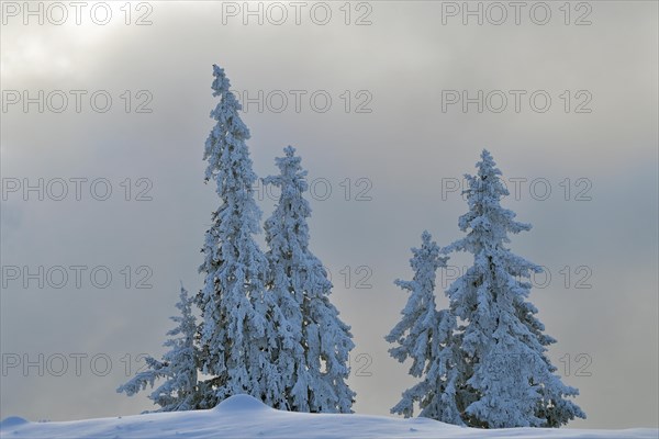 Winter Landscape
