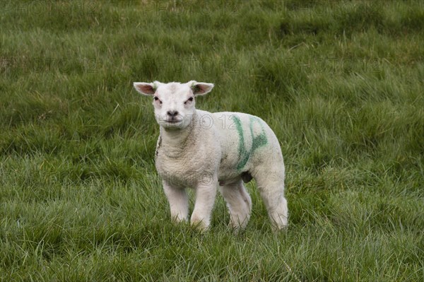 TexelDomestic sheep (Ovis orientalis aries)
