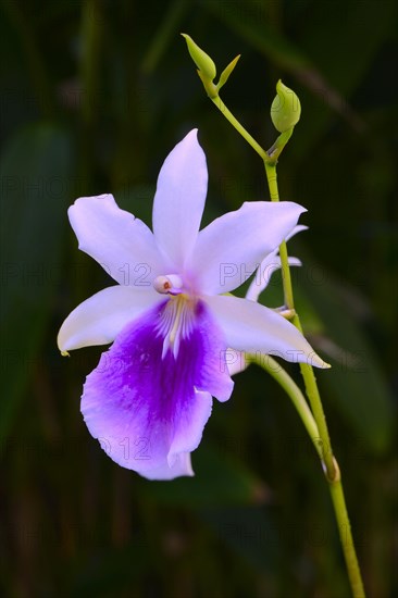 Regnells Miltonia (Miltonia regnellii) Occurrence South America