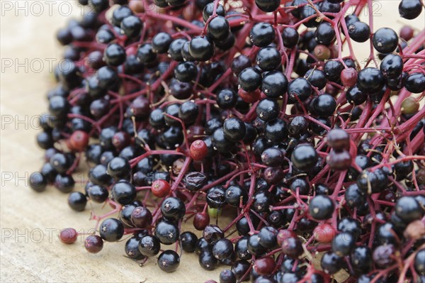 Berries of the black elder (Sambucus nigra)