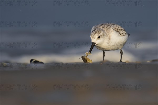 Sanderling (Calidris alba)