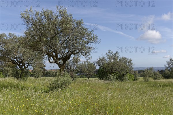 Olive grove (Olea europaea)