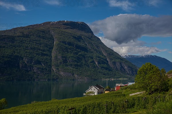 Lustrafjord