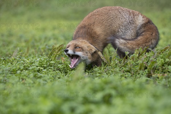 Red fox (Vulpes vulpes)