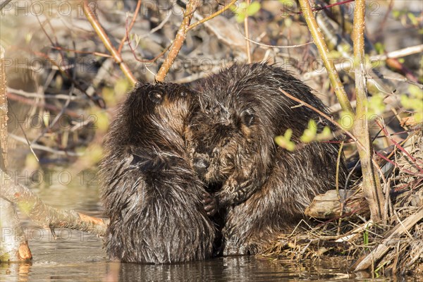 Canadian beaver