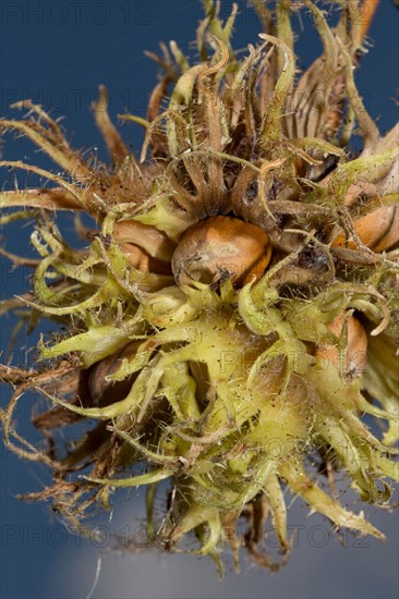 Turkish hazel (Corylus colurna)