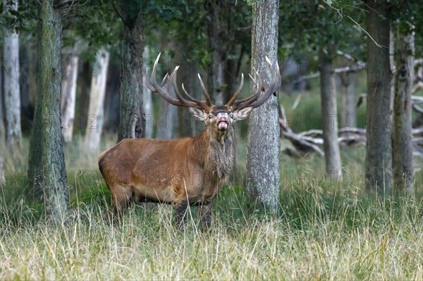 Red deer (Cervus elaphus)