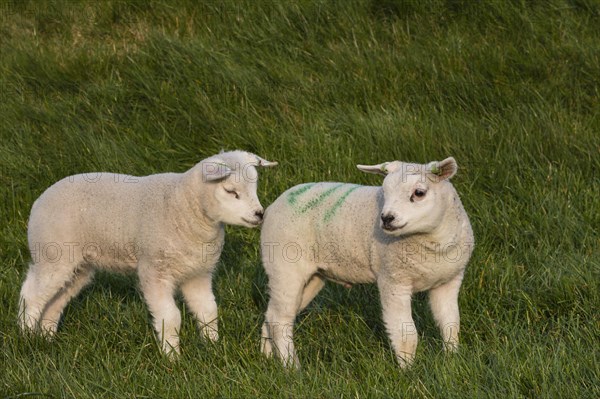 Texel sheep