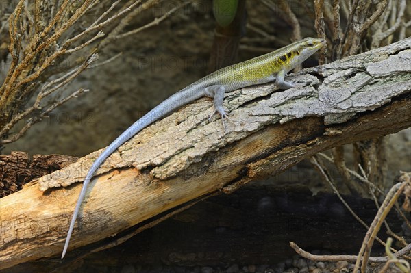 Rainbow Mabuya (Trachylepis quinquetaeniata)