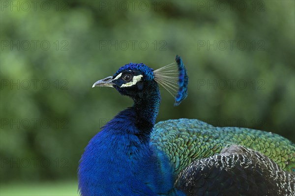 Indian peafowl (Pavo cristatus)