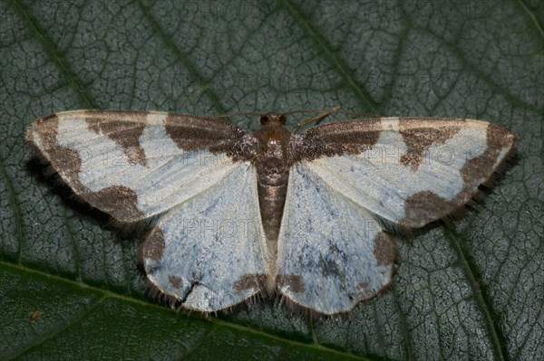 Silver-banded moth (Deltote bankiana)