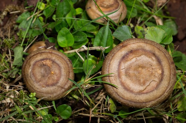 Fire-milk (lactarius) (Lactarius pyrogalus)