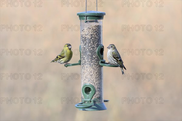 Eurasian siskins (Spinus spinus) male and female