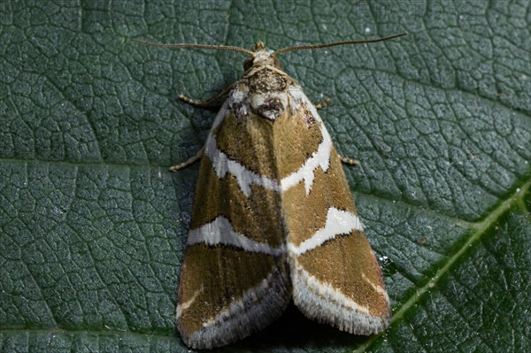 Silver (Deltote bankiana) barred moth