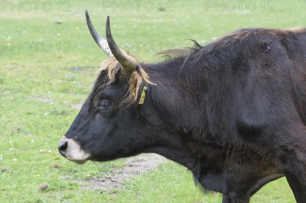 Rear cattle