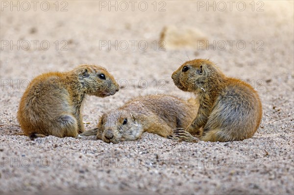 Black-tailed Prairie Dog (Cynomys ludovicianus)