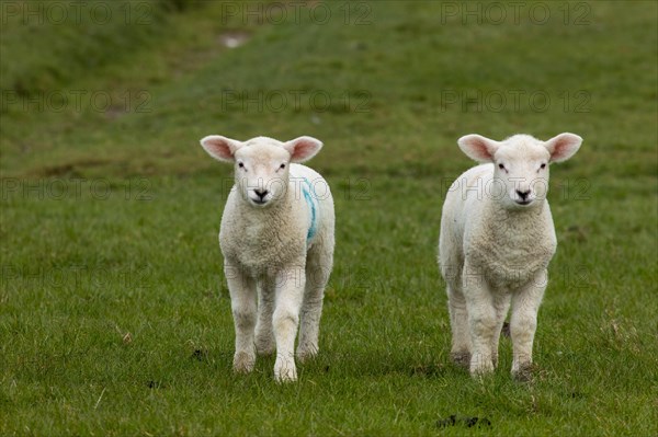 Domestic sheep