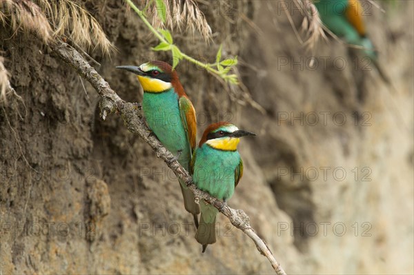European bee-eater (Merops apiaster)