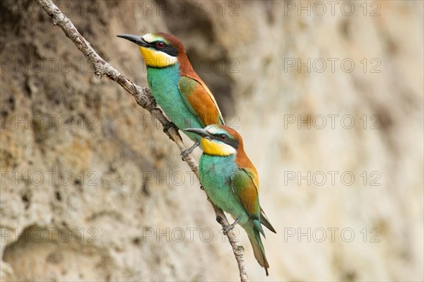 European bee-eaters (Merops apiaster)