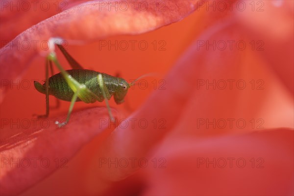 Speckled bush-cricket (Leptophyes punctatissima) in rose blossom (Rosa)
