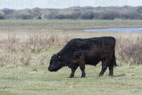 Galloway cattle