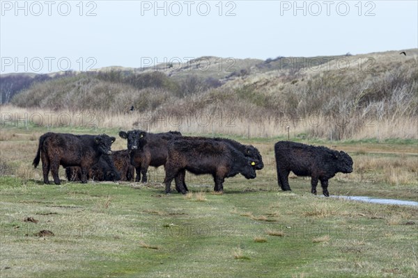 Galloway cattle