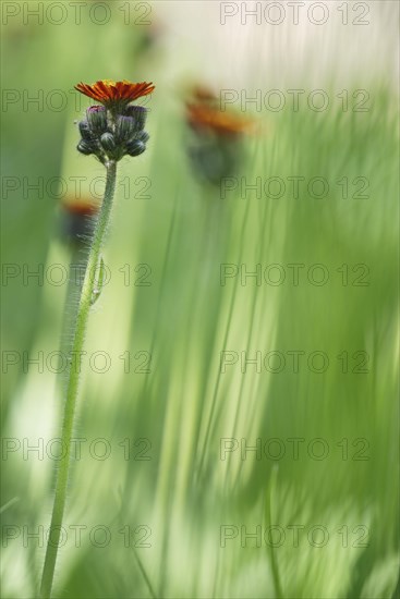 Orange Fox-and-cubs
