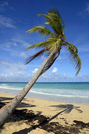 Sloping palm tree
