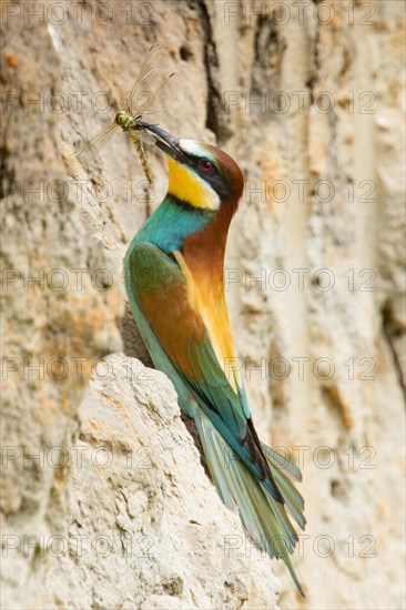 European bee-eater (Merops apiaster)