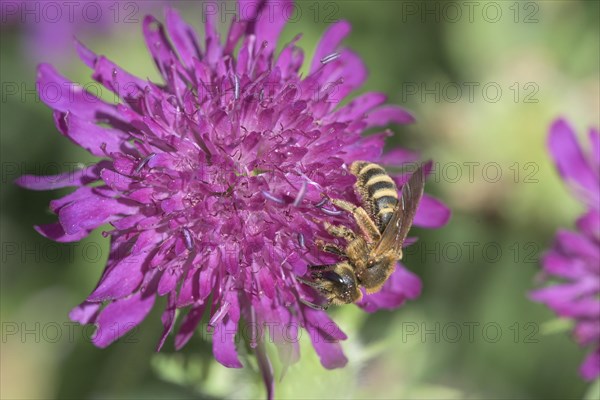 Sweat Bee (Halictus scabiosae) (Scabiosa) Scabiose