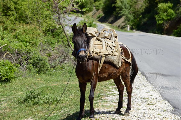Mule with pack saddle